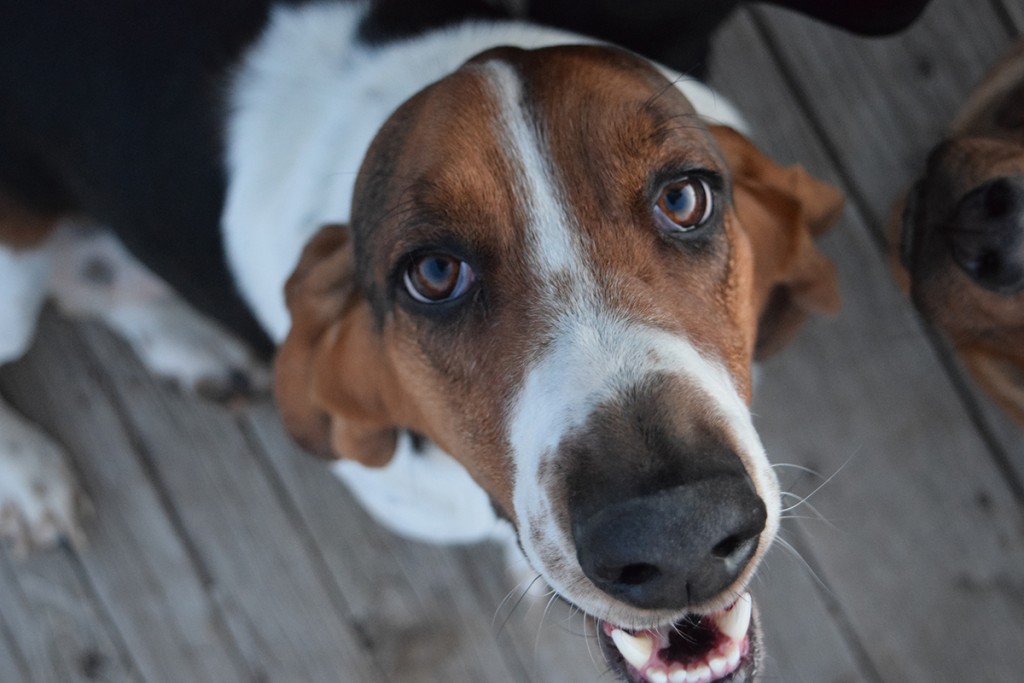 Flash the Basset Hound