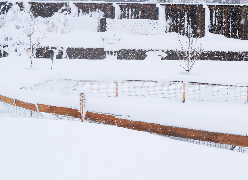 Backyard Denver Blizzard 2016