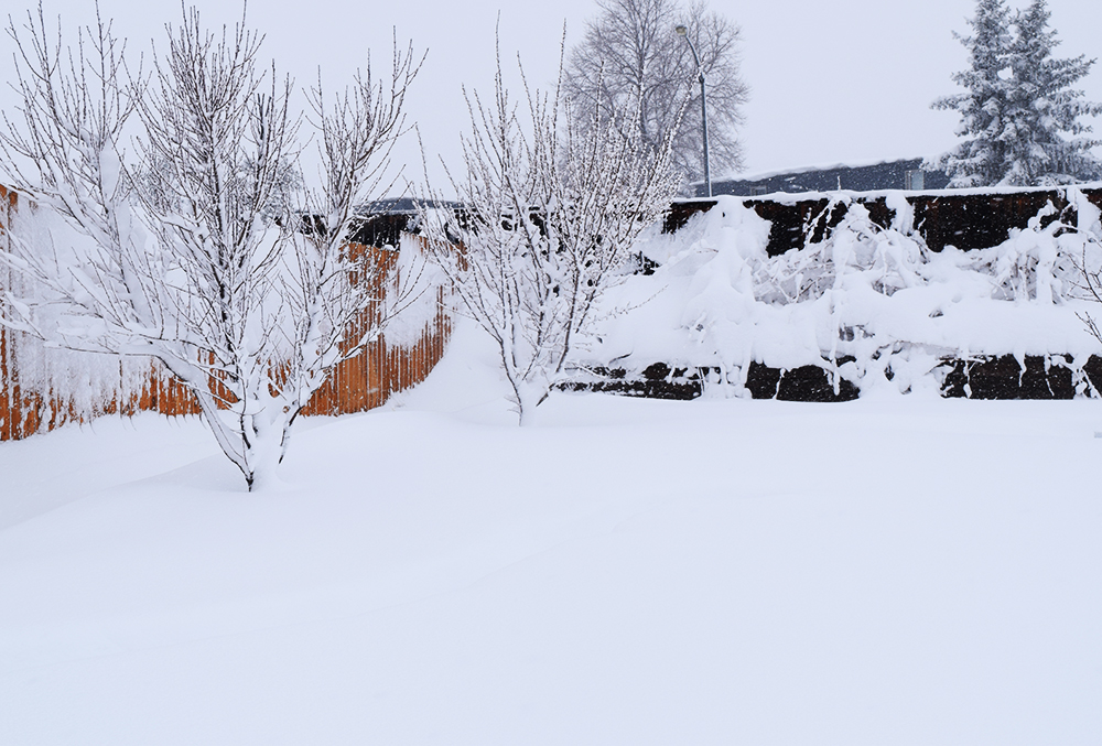 Backyard Denver Blizzard 2016