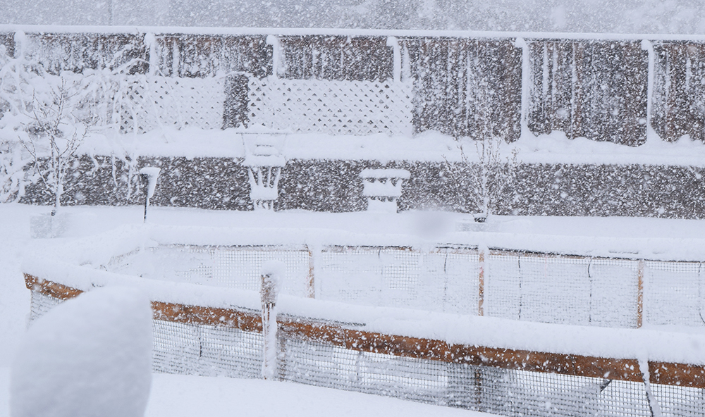 Backyard Denver Blizzard 2016