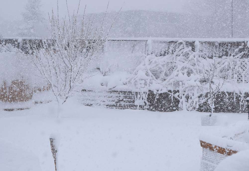 Backyard Denver Blizzard 2016