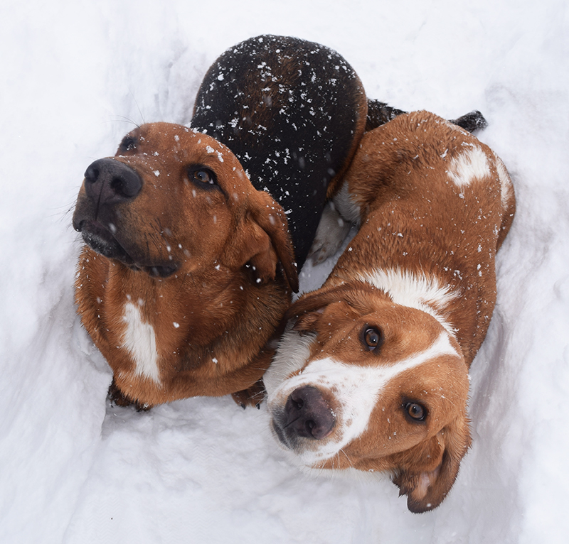 Basset Hound Puppies - Courage and Cricket in the snow