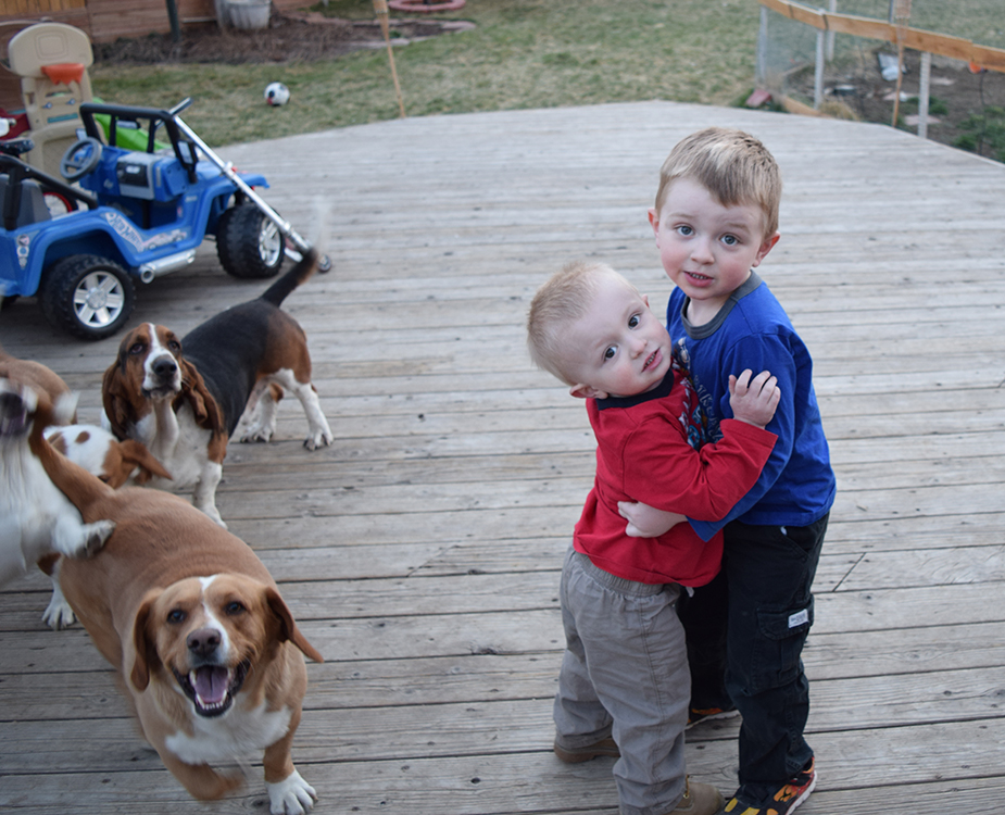 brothers and basset hound dogs