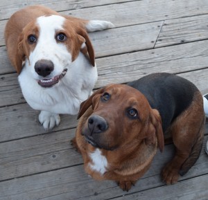 Samson and Cricket - Basset Hound Puppies