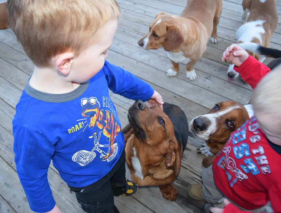 boys and basset hound dogs