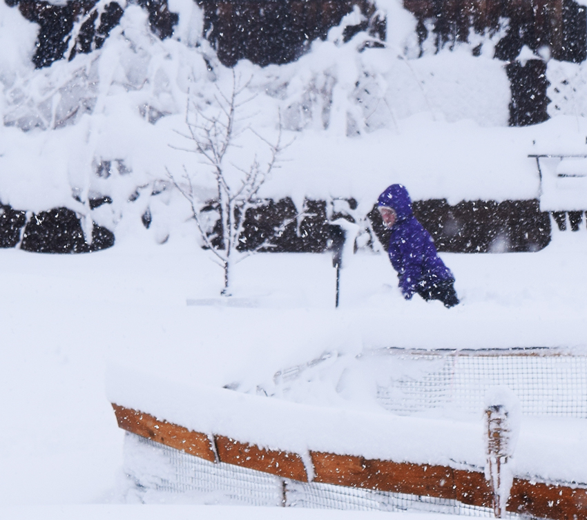 Merci happily buried in the snow