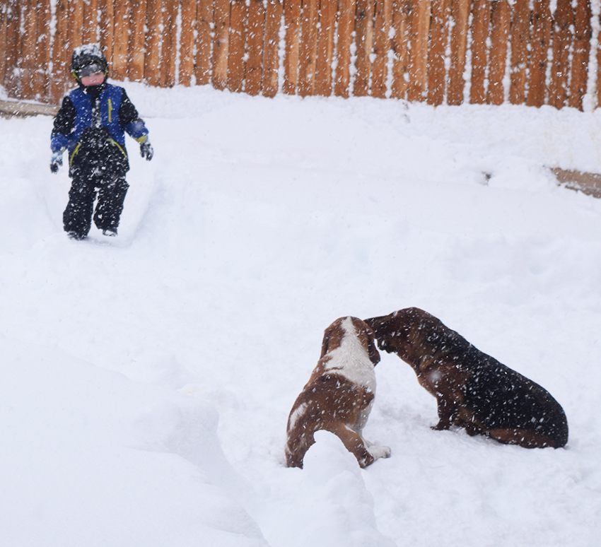 Noah and dogs in the snow