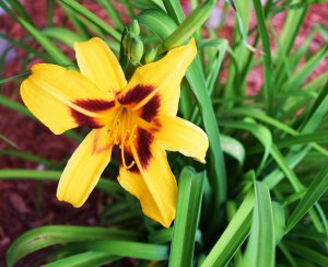 daylily in our garden