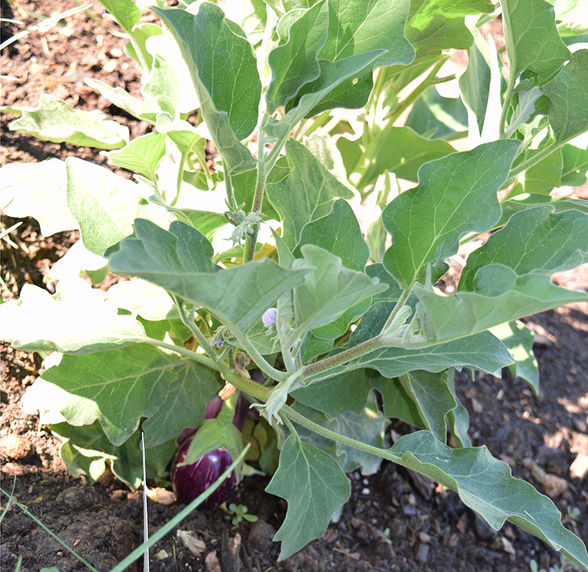 eggplant in our garden