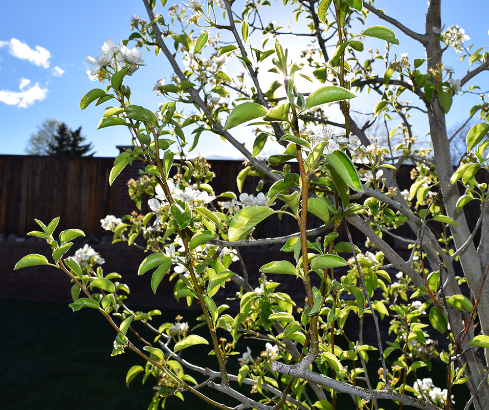 fruit tree blooming in our backyard