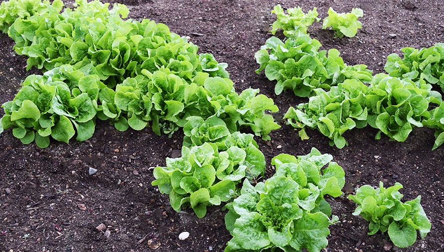 lettuce in our family garden