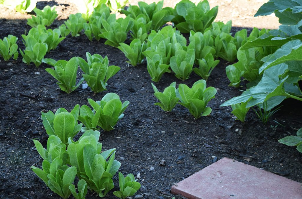 romaine lettuce in our garden