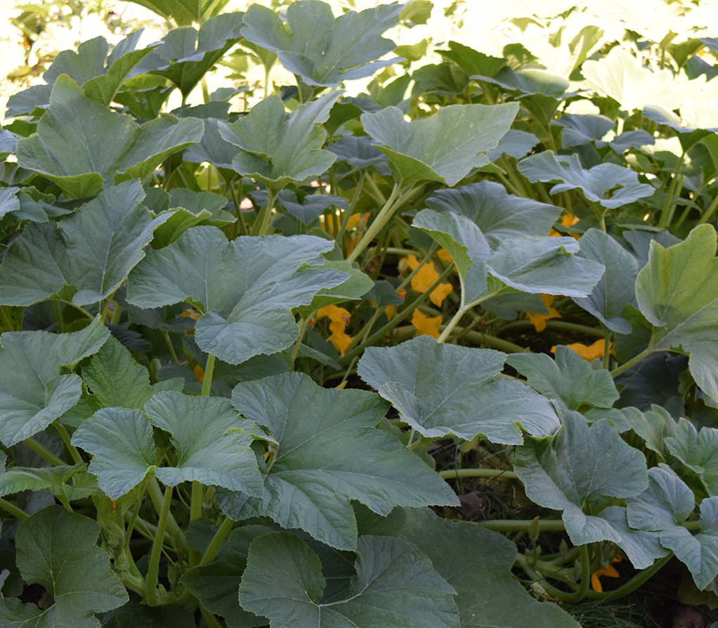 squash in our garden