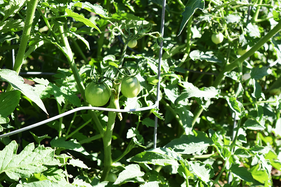 tomatoes in our garden