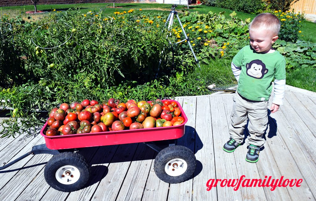 Tomato Harvest with Toddler