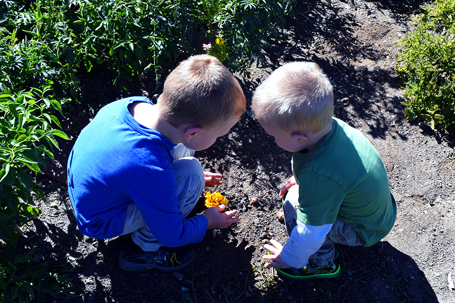 Planting tomatoes for Mama