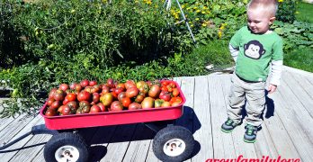 Tomato Harvest with Toddler