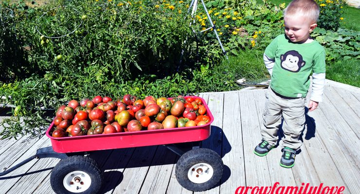 Tomato Harvest with Toddler
