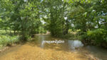 Still Healing, Still Learning, Still Here Summer view of a creek flowing through an Ozark holler during a season of family healing.