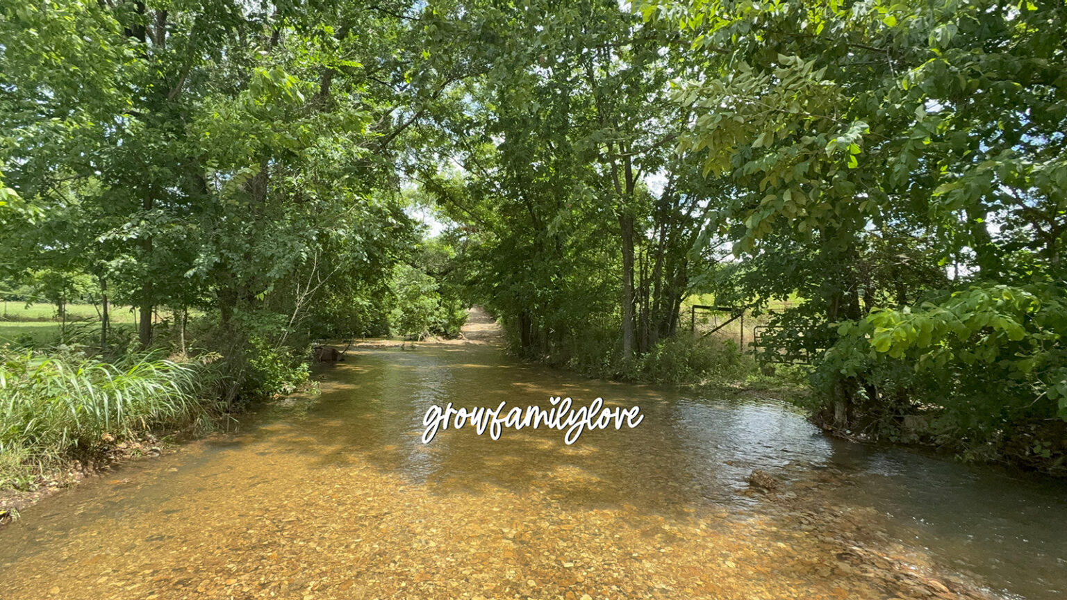 Summer view of a creek flowing through an Ozark holler during a season of family healing.